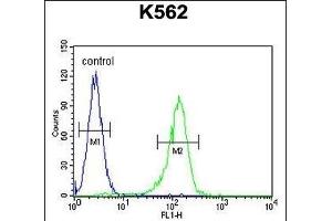 AHCY Antibody (N-term) (ABIN655151 and ABIN2844771) flow cytometric analysis of K562 cells (right histogram) compared to a negative control cell (left histogram). (AHCY anticorps  (N-Term))