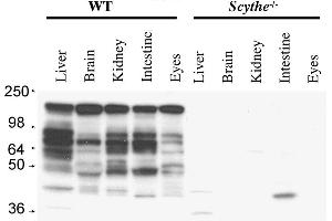Anti-Mouse Scythe/BAT3 Antibody - Western Blot. (BAT3 anticorps  (C-Term))