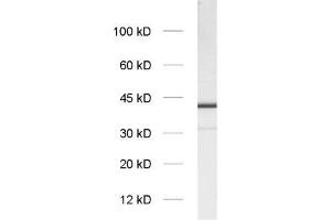 dilution: 1 : 1000, sample: synaptic vesicle fraction of rat brain (LP2) (Slc30a3 anticorps  (AA 2-75) (Biotin))