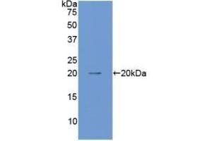 Detection of Recombinant ANGPT1, Mouse using Polyclonal Antibody to Angiopoietin 1 (ANGPT1) (Angiopoietin 1 anticorps  (AA 253-429))