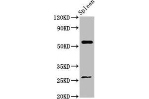 Western Blot Positive WB detected in: Mouse spleen tissue All lanes: ACD antibody at 4 μg/mL Secondary Goat polyclonal to rabbit IgG at 1/50000 dilution Predicted band size: 58 kDa Observed band size: 58 kDa (ACD anticorps  (AA 328-497))