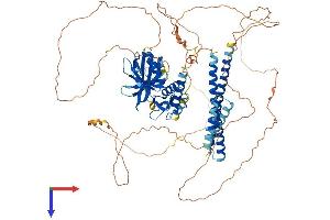 AlphaFold protein structure predicition of Mouse Recombinant Afap1l2 Protein, UniprotID Q5DTU0