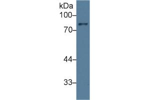 Detection of ABP1 in Mouse Placenta lysate using Polyclonal Antibody to Amiloride Binding Protein 1 (ABP1)