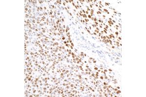 anti-Tripartite Motif Containing 28 (TRIM28) (Ser824) antibody