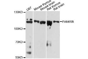Western blot analysis of extracts of various cell lines, using FAM65B antibody. (FAM65B anticorps)