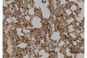 ABIN6273664 at 1/100 staining Rat lung tissue by IHC-P. (IFI35 anticorps  (C-Term))