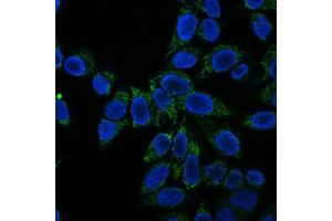 Immunofluorescence Analysis of HeLa cells labeling Cytochrome c with Cytochrome C Monoclonal Antibody (CTC05) conjugated with CF555 (Green). (Cytochrome C anticorps)