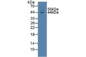 Figure. (TXNIP anticorps  (AA 30-381))