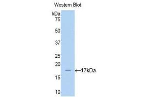 Western Blotting (WB) image for anti-Chromogranin A (CHGA) (AA 15-148) antibody (ABIN1174343) (Chromogranin A anticorps  (AA 15-148))