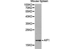 Western Blotting (WB) image for anti-Ionized Calcium-binding Adapter Molecule 1 (IBA1) (AA 1-147) antibody (ABIN3022077) (Iba1 anticorps  (AA 1-147))