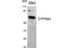 Western Blot analysis of various cells using CYP19A1 Polyclonal Antibody diluted at 1:1000.