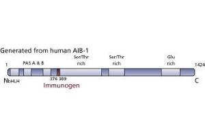 Image no. 3 for anti-Nuclear Receptor Coactivator 3 (NCOA3) (AA 376-389) antibody (ABIN968368) (NCOA3 anticorps  (AA 376-389))