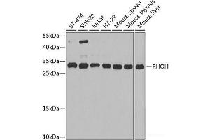 Western blot analysis of extracts of various cell lines using RHOH Polyclonal Antibody at dilution of 1:1000. (RHOH anticorps)