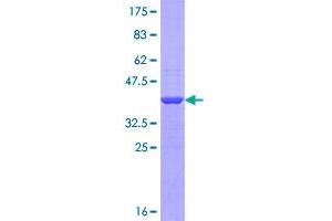 Image no. 1 for Peptidyl Arginine Deiminase, Type I (PADI1) (AA 1-100) protein (GST tag) (ABIN1313873)