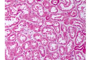 Anti-BMP7 antibody IHC of human kidney, tubules. (BMP7 anticorps  (AA 315-431))