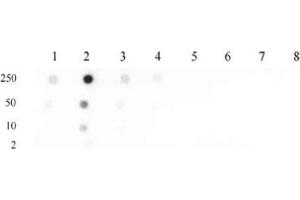 Histone H4 monomethyl Lys31 pAb tested by dot blot analysis.