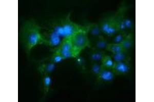 Anti-KEAP1 mouse monoclonal antibody (ABIN2453919) immunofluorescent staining of COS7 cells transiently transfected by pCMV6-ENTRY KEAP1 (RC202189). (KEAP1 anticorps)
