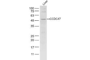 Mouse liver lysates probed with CCDC47 Polyclonal Antibody, unconjugated  at 1:1000 overnight at 4°C followed by a conjugated secondary antibody for 60 minutes at 37°C. (CCDC47 anticorps  (AA 375-483))