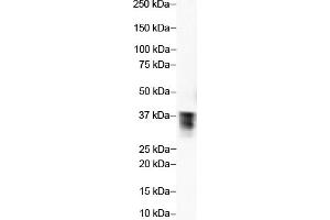 Western Blotting (WB) image for anti-Transcription Factor A, Mitochondrial (TFAM) (Middle Region) antibody (ABIN183430) (TFAM anticorps  (Middle Region))