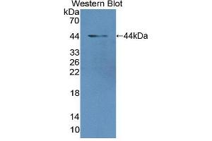 Western blot analysis of the recombinant protein. (MGA anticorps  (AA 2450-2733))