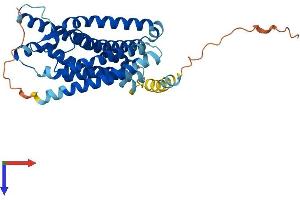 AlphaFold protein structure predicition of Human Recombinant FPR3 Protein, UniprotID P25089