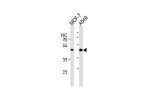 CCRK Antibody (N-term) (ABIN1882215 and ABIN2843475) western blot analysis in MCF-7,A549 cell line lysates (35 μg/lane). (CCRK anticorps)