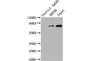 Immunoprecipitating HSPA8 in Hela whole cell lysate Lane 1: Mouse control IgG2b instead of ABIN7154883 in Hela whole cell lysate.