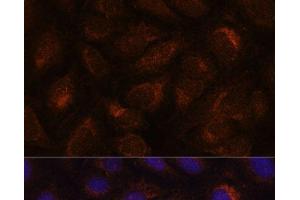 Immunofluorescence analysis of U-2 OS cells using AGR2 Polyclonal Antibody at dilution of 1:100. (AGR2 anticorps)
