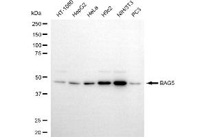 Western blotting analysis using BAG5 antibody (ABIN7797746).