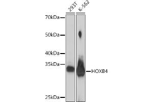 Western blot analysis of extracts of various cell lines, using HOXB4 Rabbit mAb (ABIN7267767) at 1:1000 dilution. (HOXB4 anticorps)