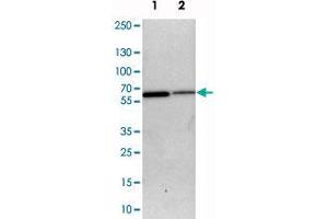 Western blot analysis of cell lysates with SLC15A4 polyclonal antibody  at 1:250-1:500 dilution. (SLC15A4 anticorps)