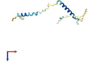 AlphaFold protein structure predicition of Human Recombinant PCP2 Protein, UniprotID Q8IVA1