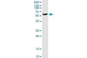 PPP2R5A MaxPab polyclonal antibody.