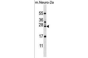 RPL15 Antibody (N-term) western blot analysis in mouse Neuro-2a cell line lysates (35µg/lane). (RPL15 anticorps  (N-Term))