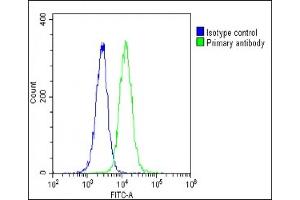 anti-Heat Shock 70kDa Protein 7 (HSP70B) (HSPA7) (AA 169-196) antibody