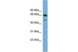 EBF4 anticorps  (AA 453-503)