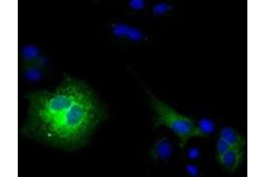 Anti-CD80 mouse monoclonal antibody (ABIN2452897) immunofluorescent staining of COS7 cells transiently transfected by pCMV6-ENTRY CD80 (RC206540). (CD80 anticorps)