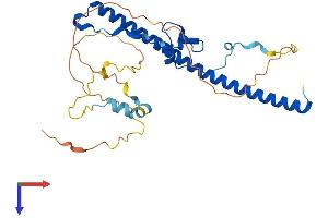 AlphaFold protein structure predicition of Human Recombinant HLF Protein, UniprotID Q16534