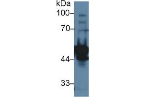 Western Blot; Sample: Rat Testis lysate; Primary Ab: 1µg/ml Rabbit Anti-Rat LYAR Antibody Second Ab: 0.