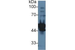 Western Blot; Sample: Rat Testis lysate; Primary Ab: 1µg/ml Rabbit Anti-Rat LYAR Antibody Second Ab: 0. (LYAR anticorps  (AA 271-386))
