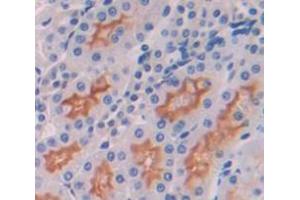IHC-P analysis of Rat Tissue, with DAB staining. (IL7R anticorps  (AA 1-239))