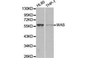 Western Blotting (WB) image for anti-Wiskott-Aldrich Syndrome (Eczema-thrombocytopenia) (WAS) antibody (ABIN1875343) (WASP anticorps)