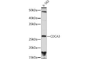 Western blot analysis of extracts of K-562 cells, using CDC Rabbit mAb (ABIN7266261) at 1:1000 dilution. (CDCA3 anticorps)