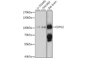 Western blot analysis of extracts of various cell lines, using COPG2 antibody (ABIN7266425) at 1:1000 dilution. (COPG2 anticorps  (AA 542-871))