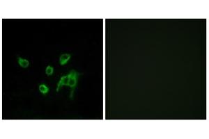 Immunofluorescence analysis of COS-7 cells, using WNT1 antibody.