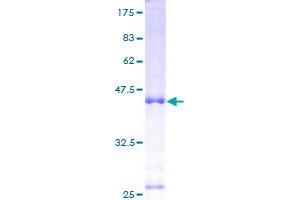 Image no. 1 for Interleukin 7 (IL7) (AA 26-177) protein (GST tag) (ABIN1307843)