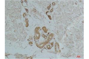Immunohistochemistry (IHC) analysis of paraffin-embedded Human Skin Tissue using Ghrelin Receptor Rabbit Polyclonal Antibody diluted at 1:200.