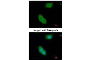 ICC/IF Image Immunofluorescence analysis of paraformaldehyde-fixed A549, using EHBP1, antibody at 1:200 dilution.