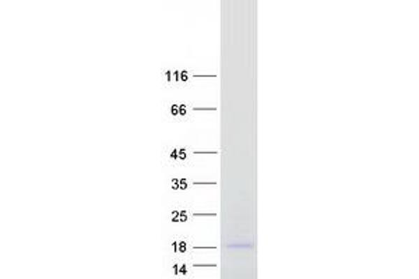 C4ORF26 Protein (Myc-DYKDDDDK Tag)