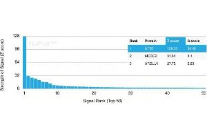 Analysis of Protein Array containing more than 19,000 full-length human proteins using CD73 Mouse Recombinant Monoclonal Antibody (NT5E/2545) Z- and S- Score: The Z-score represents the strength of a signal that a monoclonal antibody (MAb) (in combination with a fluorescently-tagged anti-IgG secondary antibody) produces when binding to a particular protein on the HuProtTM array.